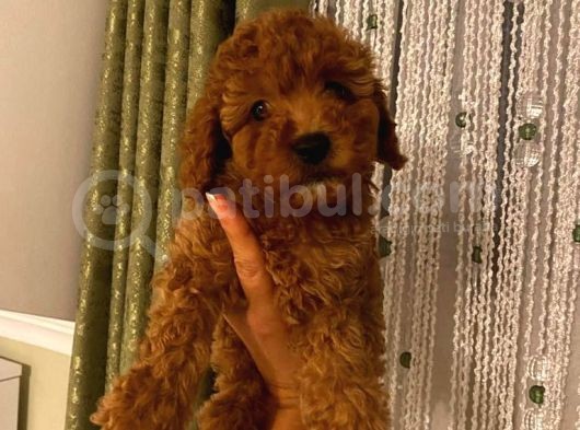 Ev Doğumlu Toypoodle Bebişlerimiz görsel