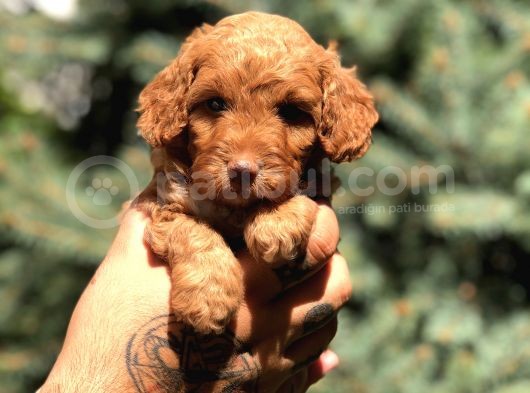 Poodle Görselinde Maltıpoo