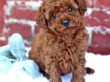 Red Brown Toy Poodle Orji̇nal Yavrumuz