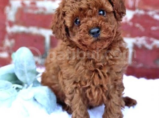 Red Brown Toy Poodle Orji̇nal Yavrumuz görsel