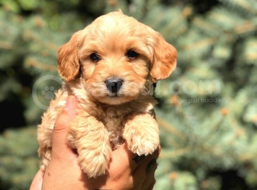 Orjinal Maltıpoo görsel