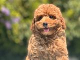 Red Toy Poodle Bebekler