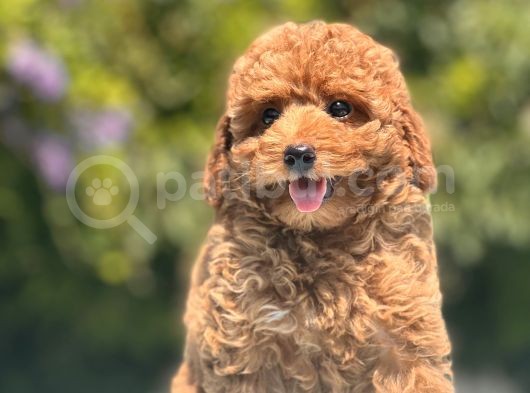 Red Toy Poodle Bebekler görsel
