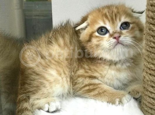 Renk Renk Scottish Fold Yavrularımız görsel