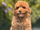 Red Toy Poodle Bebekler