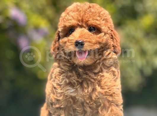 Red Toy Poodle Bebekler görsel