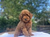 A Kali̇te Red Brown Koyu Renk Poodle Bebeği̇mi̇z