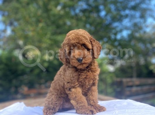 A Kali̇te Red Brown Koyu Renk Poodle Bebeği̇mi̇z görsel