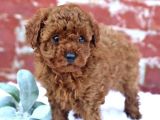 Red Brown Toy Poodle Orji̇nal Yavrumuz