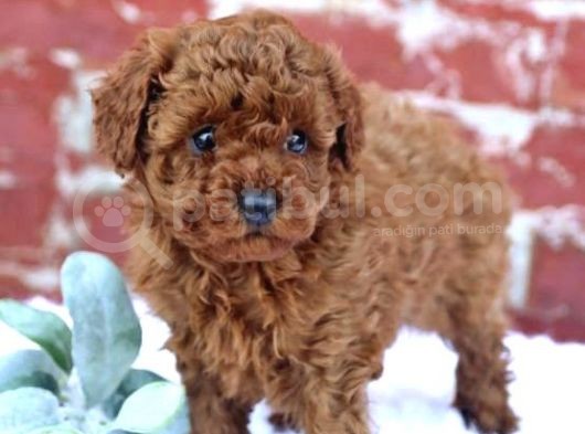 Red Brown Toy Poodle Orji̇nal Yavrumuz