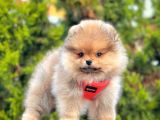 Bi̇ri̇nci̇ Sinif Pomerani̇an Boo Yavrumuz