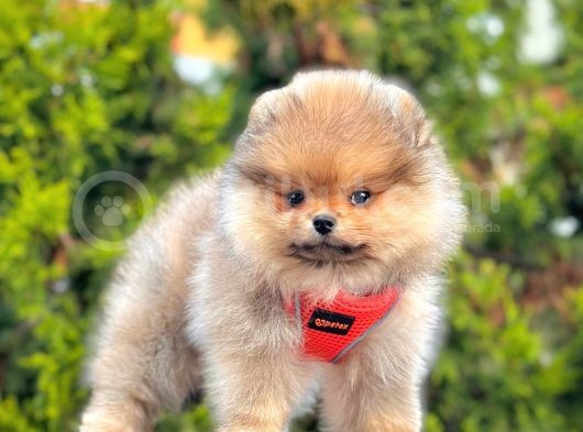 Bi̇ri̇nci̇ Sinif Pomerani̇an Boo Yavrumuz görsel