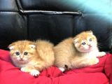 Renk Renk Scottish Fold Yavrularımız
