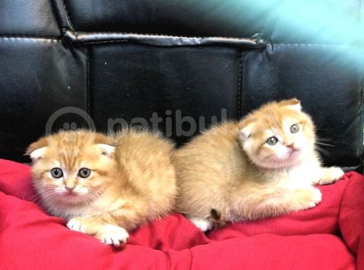 Renk Renk Scottish Fold Yavrularımız görsel