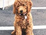 Mini Labradoodle Bebekler