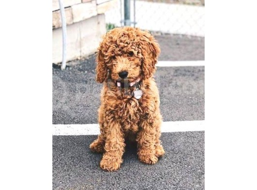 Mini Labradoodle Bebekler
