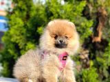 Pomerani̇an Boo Bebekleri̇mi̇z