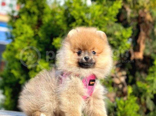 Pomerani̇an Boo Bebekleri̇mi̇z görsel