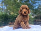 A Kali̇te Red Brown Koyu Renk Poodle Bebeği̇mi̇z