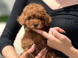 Red Toy Poodle Bebekler