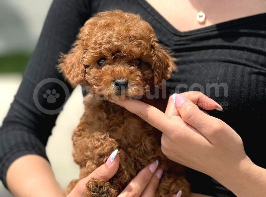 Red Toy Poodle Bebekler görsel