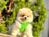 Safkan Teddy Face Pomeranian Boo Yavrular