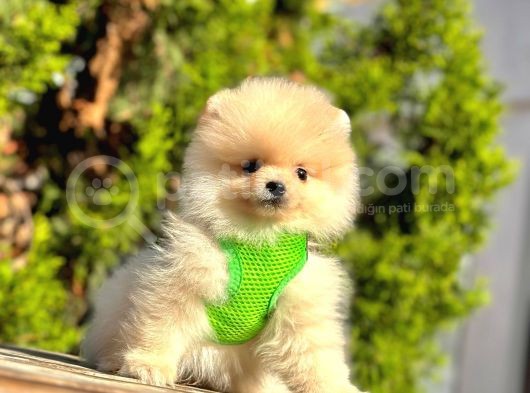 Safkan Teddy Face Pomeranian Boo Yavrular görsel