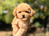 Sevimli Toy Poodle Yavrular