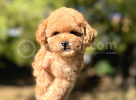 Sevimli Toy Poodle Yavrular görsel