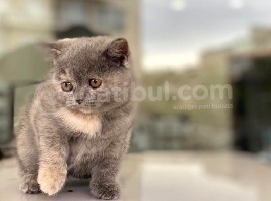 Renk Renk British Shorthair Yavrularımız görsel