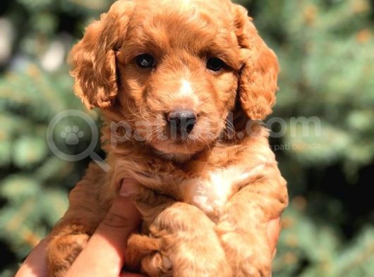 Poodle Görselinde Maltıpoo görsel