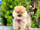 Pomerani̇an Boo Bebekleri̇mi̇z