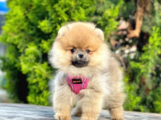 Pomerani̇an Boo Bebekleri̇mi̇z görsel