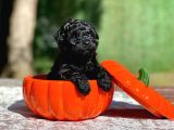 Irk Garantili Black Toy Poodle