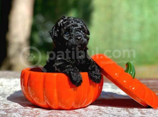 Irk Garantili Black Toy Poodle