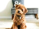 Mini Labradoodle Bebekler