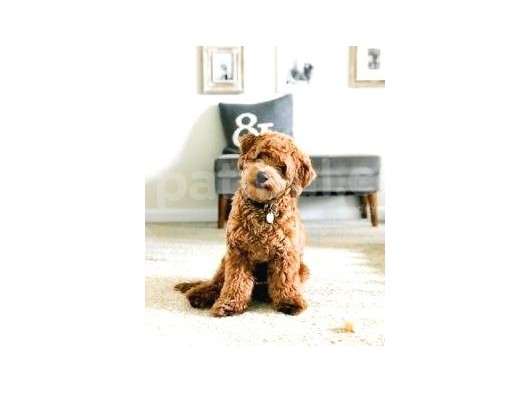 Mini Labradoodle Bebekler görsel