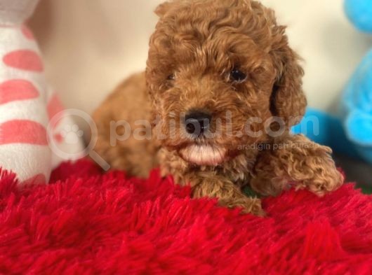 Toy Poodle Redbrown Kahverengi Safkan Garantili Orjinal görsel