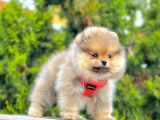 Bi̇ri̇nci̇ Sinif Pomerani̇an Boo Yavrumuz