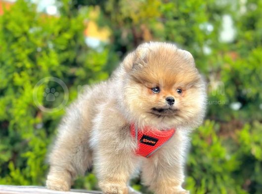Bi̇ri̇nci̇ Sinif Pomerani̇an Boo Yavrumuz