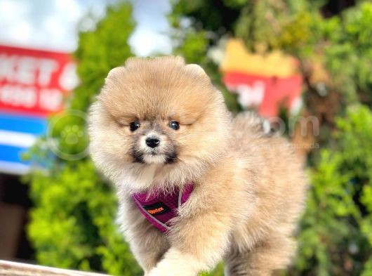 Pomerani̇an Boo Bebekleri̇mi̇z görsel