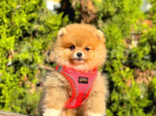 Süper Kali̇te Pomerani̇an Boo Yavrulari