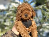 Red Brown Orji̇nal A Kali̇te Poodle Bebeği̇mi̇z
