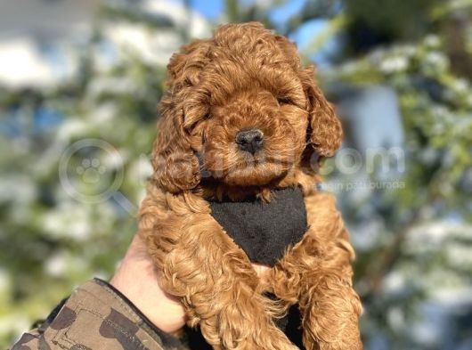Red Brown Orji̇nal A Kali̇te Poodle Bebeği̇mi̇z görsel