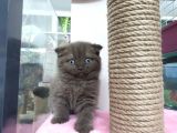 Renk Renk Scottish Fold Yavrularımız