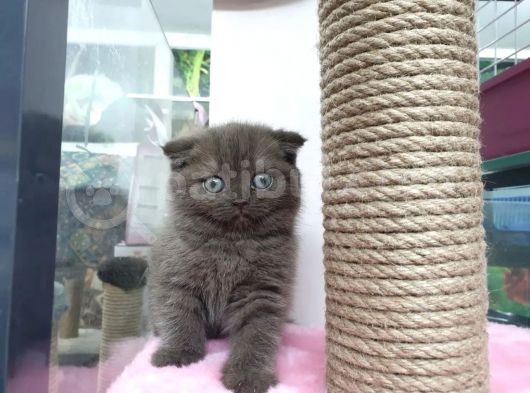 Renk Renk Scottish Fold Yavrularımız görsel