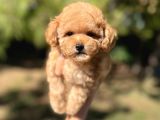 Sevimli Toy Poodle Yavrular