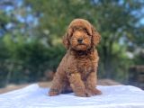A Kali̇te Red Brown Koyu Renk Poodle Bebeği̇mi̇z