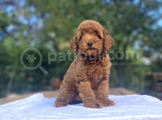 A Kali̇te Red Brown Koyu Renk Poodle Bebeği̇mi̇z