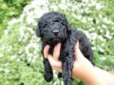 Özel Black Orji̇nal Toy Poodle Bebeği̇mi̇z